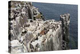 Guillemots, Kittiwakes and Shags on the Cliffs of Staple Island, Farne Islands-James Emmerson-Stretched Canvas
