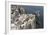 Guillemots, Kittiwakes and Shags on the Cliffs of Staple Island, Farne Islands-James Emmerson-Framed Photographic Print