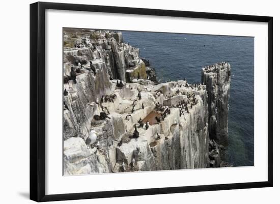 Guillemots, Kittiwakes and Shags on the Cliffs of Staple Island, Farne Islands-James Emmerson-Framed Photographic Print