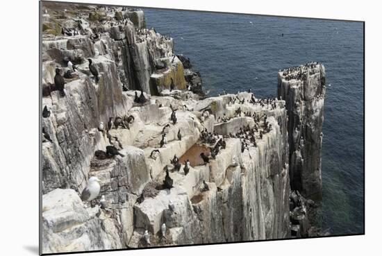 Guillemots, Kittiwakes and Shags on the Cliffs of Staple Island, Farne Islands-James Emmerson-Mounted Photographic Print