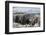 Guillemots, Kittiwakes and Shags on the Cliffs of Staple Island, Farne Islands-James Emmerson-Framed Photographic Print