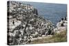 Guillemots, Kittiwakes, Shags and a Puffin on the Cliffs of Inner Farne-James Emmerson-Stretched Canvas