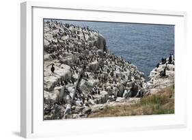 Guillemots, Kittiwakes, Shags and a Puffin on the Cliffs of Inner Farne-James Emmerson-Framed Photographic Print