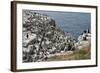 Guillemots, Kittiwakes, Shags and a Puffin on the Cliffs of Inner Farne-James Emmerson-Framed Photographic Print