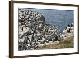 Guillemots, Kittiwakes, Shags and a Puffin on the Cliffs of Inner Farne-James Emmerson-Framed Photographic Print