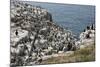 Guillemots, Kittiwakes, Shags and a Puffin on the Cliffs of Inner Farne-James Emmerson-Mounted Photographic Print