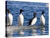 Guillemots on Ice in Lomfjorden Svalbard Archipelago, Norway, Scandinavia, Europe-Nico Tondini-Stretched Canvas