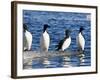 Guillemots on Ice in Lomfjorden Svalbard Archipelago, Norway, Scandinavia, Europe-Nico Tondini-Framed Photographic Print