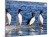 Guillemots on Ice in Lomfjorden Svalbard Archipelago, Norway, Scandinavia, Europe-Nico Tondini-Mounted Photographic Print