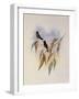 Guimet's Flutterer, Klais Guimeti-John Gould-Framed Giclee Print