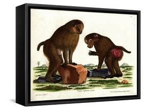 Guinea Baboon-null-Framed Stretched Canvas