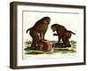 Guinea Baboon-null-Framed Giclee Print