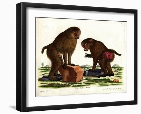 Guinea Baboon-null-Framed Giclee Print