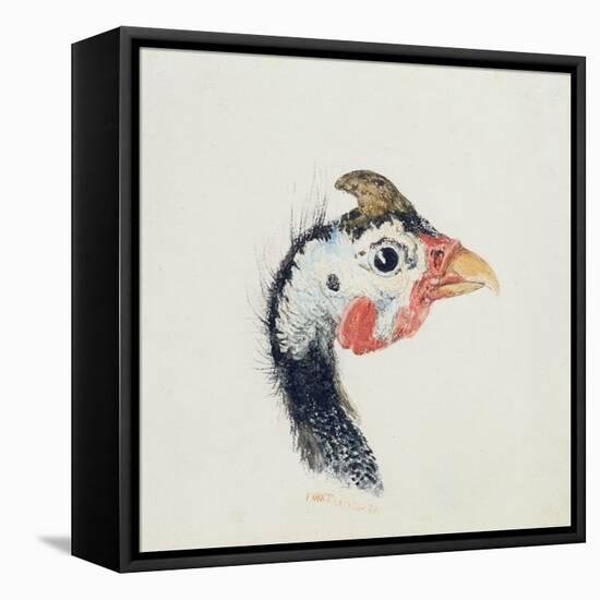 Guinea Fowl, from the Farnley Book of Birds, C.1816-JMW Turner-Framed Stretched Canvas