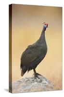 Guinea-Fowl Perched on a Rock - Etosha National Park-Johan Swanepoel-Stretched Canvas