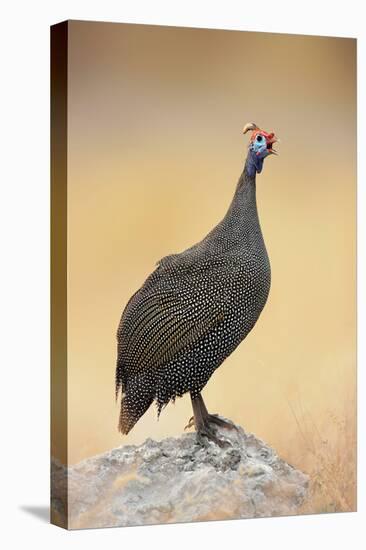 Guinea-Fowl Perched on a Rock - Etosha National Park-Johan Swanepoel-Stretched Canvas