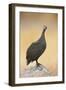 Guinea-Fowl Perched on a Rock - Etosha National Park-Johan Swanepoel-Framed Photographic Print