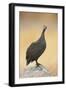 Guinea-Fowl Perched on a Rock - Etosha National Park-Johan Swanepoel-Framed Photographic Print