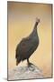 Guinea-Fowl Perched on a Rock - Etosha National Park-Johan Swanepoel-Mounted Photographic Print