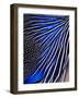 Guinea Fowl-Panoramic Images-Framed Photographic Print