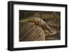 Guinea lidless skink Principe Island, Democratic Republic of Sao Tome and Principe, Gulf of Guinea-Luis Quinta-Framed Photographic Print