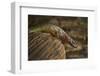 Guinea lidless skink Principe Island, Democratic Republic of Sao Tome and Principe, Gulf of Guinea-Luis Quinta-Framed Photographic Print