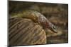 Guinea lidless skink Principe Island, Democratic Republic of Sao Tome and Principe, Gulf of Guinea-Luis Quinta-Mounted Photographic Print