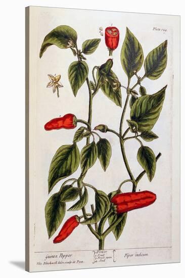 Guinea Pepper, Plate 129 from 'A Curious Herbal', Published 1782-Elizabeth Blackwell-Stretched Canvas