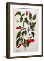 Guinea Pepper, Plate 129 from 'A Curious Herbal', Published 1782-Elizabeth Blackwell-Framed Giclee Print