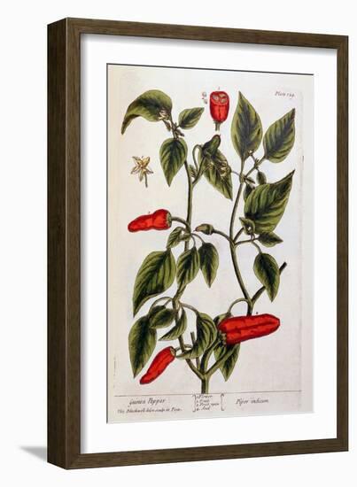 Guinea Pepper, Plate 129 from 'A Curious Herbal', Published 1782-Elizabeth Blackwell-Framed Giclee Print