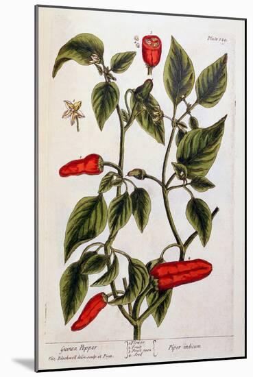 Guinea Pepper, Plate 129 from 'A Curious Herbal', Published 1782-Elizabeth Blackwell-Mounted Giclee Print