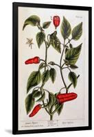 Guinea Pepper, Plate 129 from 'A Curious Herbal', Published 1782-Elizabeth Blackwell-Framed Giclee Print