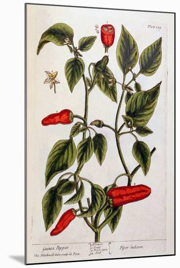 Guinea Pepper, Plate 129 from 'A Curious Herbal', Published 1782-Elizabeth Blackwell-Mounted Giclee Print