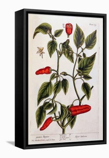 Guinea Pepper, Plate 129 from 'A Curious Herbal', Published 1782-Elizabeth Blackwell-Framed Stretched Canvas
