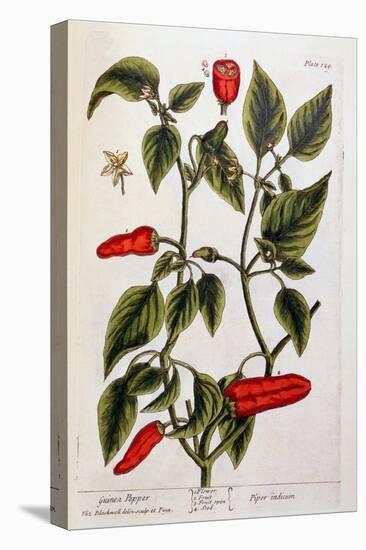 Guinea Pepper, Plate 129 from 'A Curious Herbal', Published 1782-Elizabeth Blackwell-Stretched Canvas