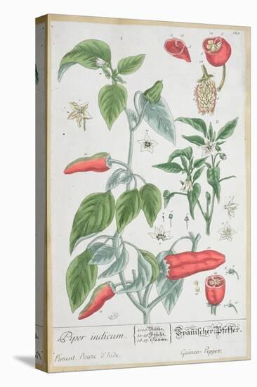 Guinea Pepper Plate 129 from the German Edition of "A Curious Herbal," Published in 1757-Elizabeth Blackwell-Stretched Canvas