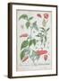 Guinea Pepper Plate 129 from the German Edition of "A Curious Herbal," Published in 1757-Elizabeth Blackwell-Framed Giclee Print