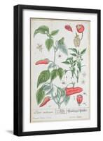 Guinea Pepper Plate 129 from the German Edition of "A Curious Herbal," Published in 1757-Elizabeth Blackwell-Framed Giclee Print