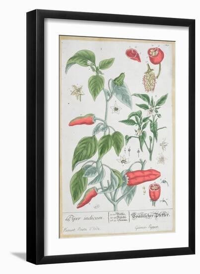 Guinea Pepper Plate 129 from the German Edition of "A Curious Herbal," Published in 1757-Elizabeth Blackwell-Framed Giclee Print