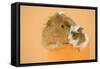 Guinea Pig and Baby Guinea Pig Sitting in Cup-null-Framed Stretched Canvas