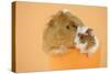 Guinea Pig and Baby Guinea Pig Sitting in Cup-null-Stretched Canvas