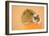 Guinea Pig and Baby Guinea Pig Sitting in Cup-null-Framed Photographic Print