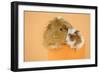 Guinea Pig and Baby Guinea Pig Sitting in Cup-null-Framed Photographic Print