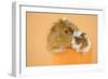 Guinea Pig and Baby Guinea Pig Sitting in Cup-null-Framed Photographic Print