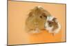 Guinea Pig and Baby Guinea Pig Sitting in Cup-null-Mounted Photographic Print
