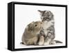 Guinea Pig and Maine Coon-Cross Kitten, 7 Weeks, Sniffing Each Other-Mark Taylor-Framed Stretched Canvas