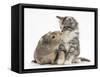 Guinea Pig and Maine Coon-Cross Kitten, 7 Weeks, Sniffing Each Other-Mark Taylor-Framed Stretched Canvas