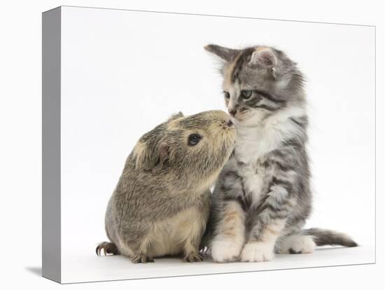 Guinea Pig and Maine Coon-Cross Kitten, 7 Weeks, Sniffing Each Other-Mark Taylor-Stretched Canvas