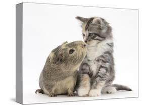 Guinea Pig and Maine Coon-Cross Kitten, 7 Weeks, Sniffing Each Other-Mark Taylor-Stretched Canvas