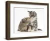 Guinea Pig and Maine Coon-Cross Kitten, 7 Weeks, Sniffing Each Other-Mark Taylor-Framed Photographic Print